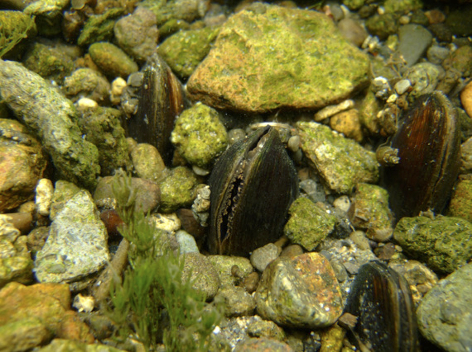 RESEARCH: 長生きの二枚貝が教えてくれる雪の記録